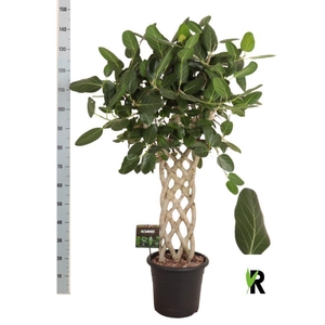 FICUS BENG AUDREY