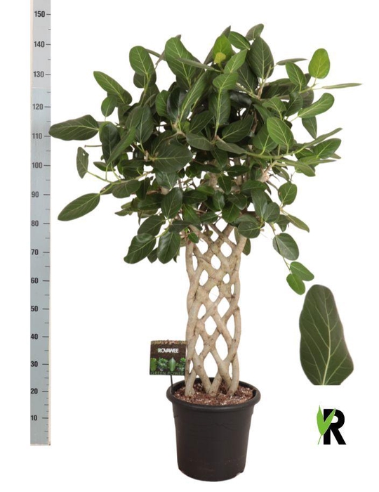 <h4>FICUS BENG AUDREY</h4>
