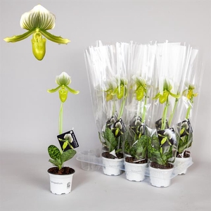 PAPH FEMMA