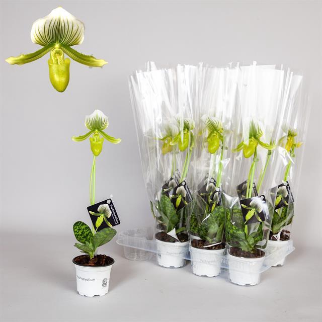 PAPH FEMMA
