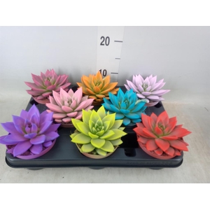 Echeveria  'Miranda'