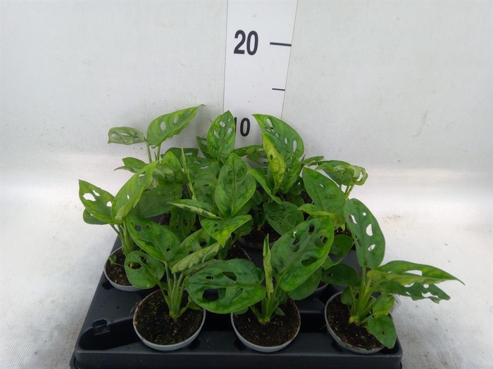<h4>Monstera   ...</h4>