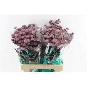 Astrantia Star Of Love