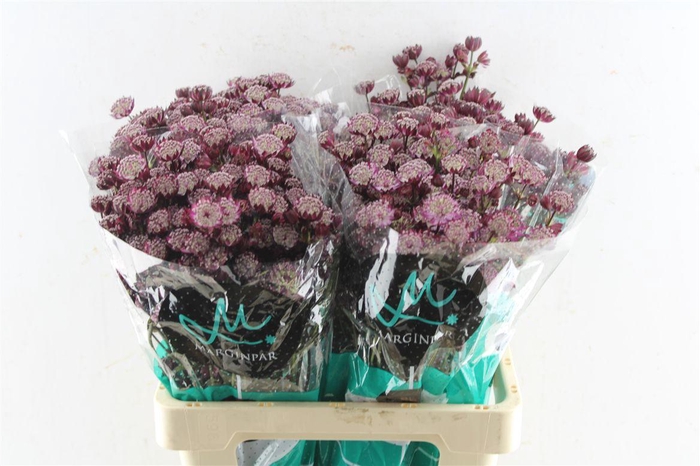 <h4>Astrantia Star Of Love</h4>