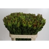 Leucadendron Goldstrike