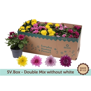 Chrysant Double Mix in SV.Box - without white