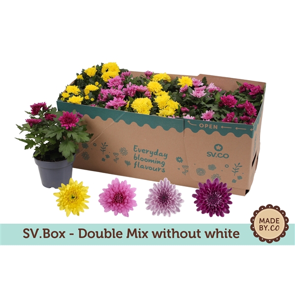 <h4>Chrysant Double Mix in SV.Box - without white</h4>