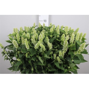 Agastache White