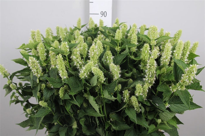 <h4>Agastache White</h4>