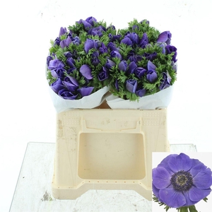 ANEM CO MIS + D BLUE