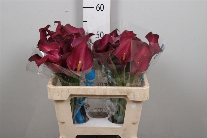 <h4>Zant Bordeaux Art</h4>