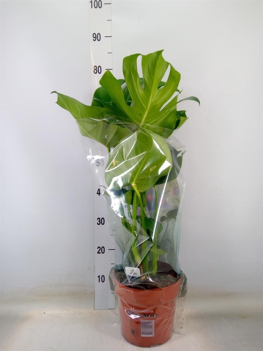 <h4>Monstera delic.</h4>