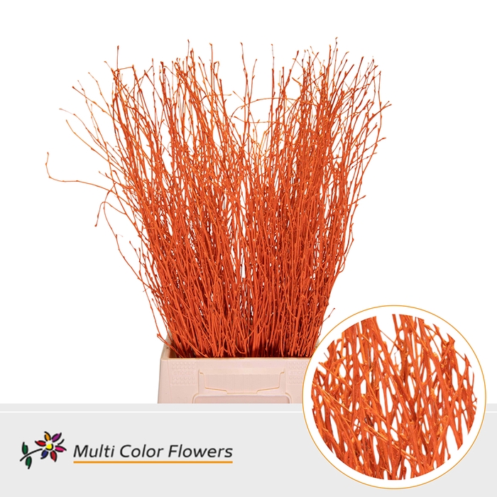 <h4>BETULA ORANGE</h4>