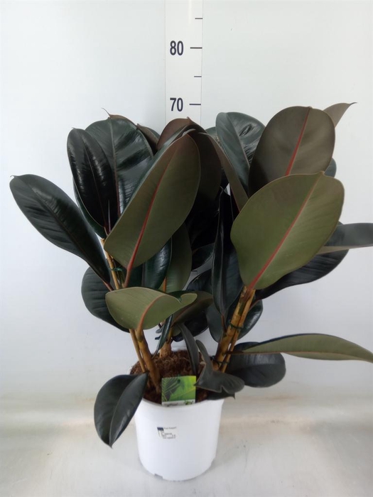 <h4>Ficus   ...</h4>