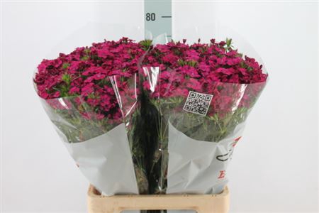 <h4>Di Barb Neon Cherry Super</h4>