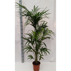 HOWEA FORSTERIANA