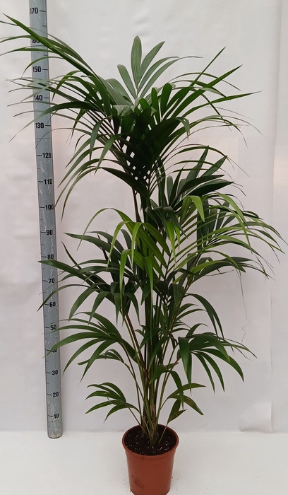 <h4>HOWEA FORSTERIANA</h4>
