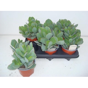 CRASS ARBOR UNDILATI