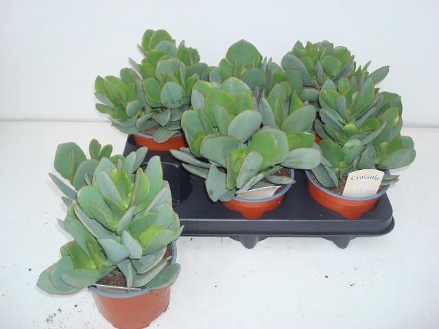 <h4>CRASS ARBOR UNDILATI</h4>