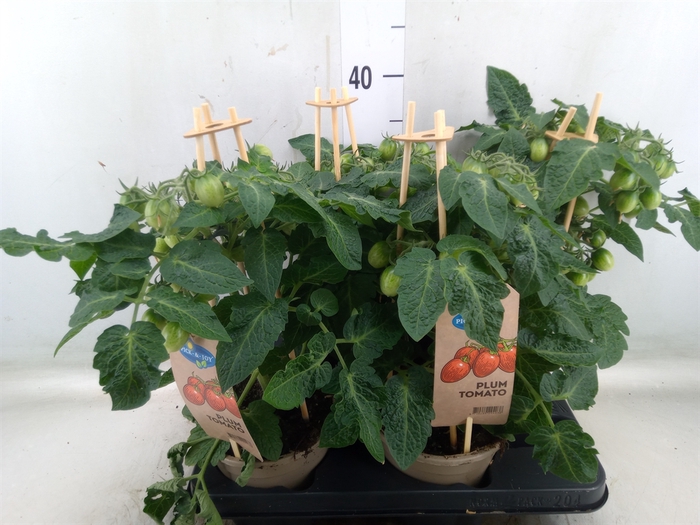 <h4>Solanum lycopersicum   ...</h4>