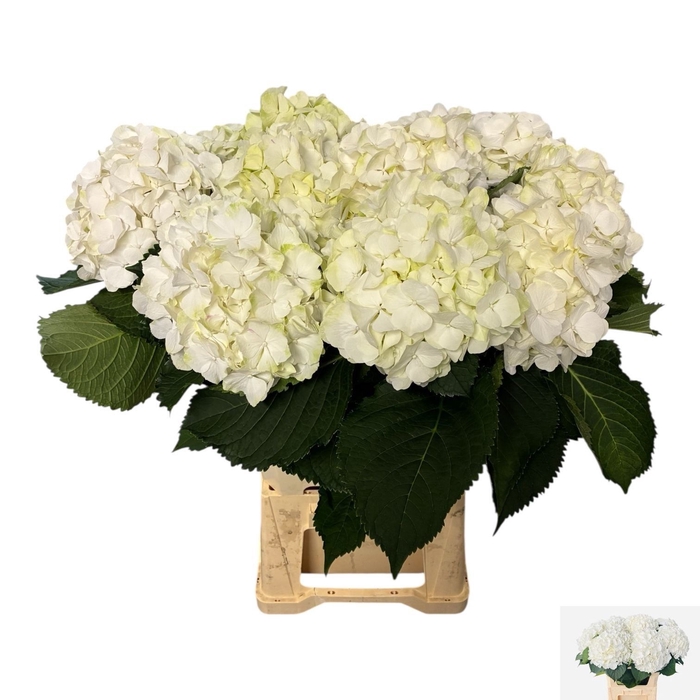 <h4>HYDR M CH WHI VERENA</h4>