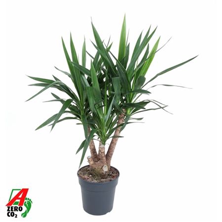 <h4>Yucca Vertakt 3-arm P27</h4>