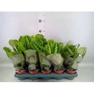 Maranta leuc. 'Lemon'