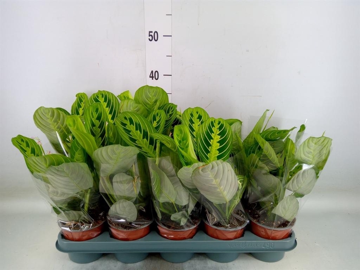 <h4>Maranta leuc. 'Lemon'</h4>