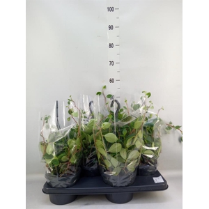 Peperomia  'Smaragd'