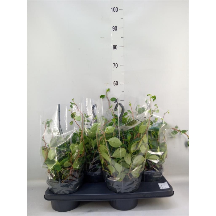 <h4>Peperomia  'Smaragd'</h4>