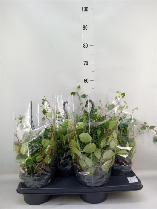 Peperomia  'Smaragd'