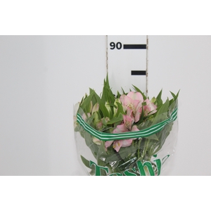 ALSTROEMERIA DEBBY 080 CM