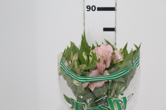 <h4>ALSTROEMERIA DEBBY 080 CM</h4>