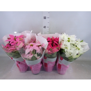 Euphorbia pulc. 'Princ'  ..mix