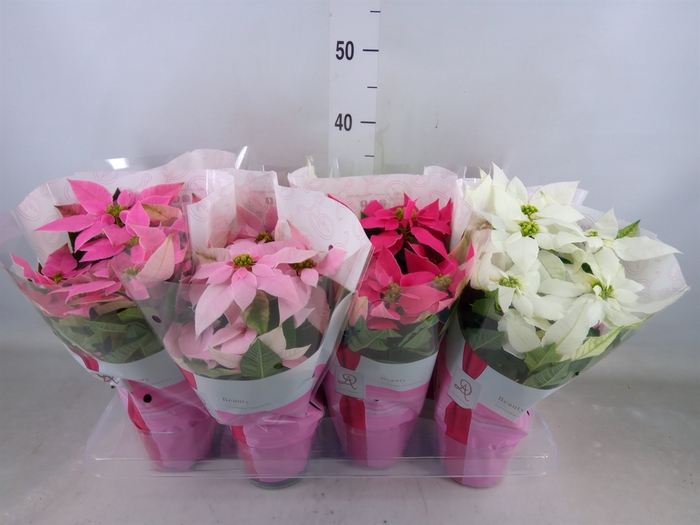 <h4>Euphorbia pulc. 'Princ'  ..mix</h4>