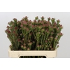 Kaaps Groen Jubilee Crown Spray