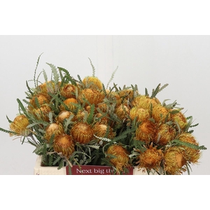 BANKSIA FORMOSA