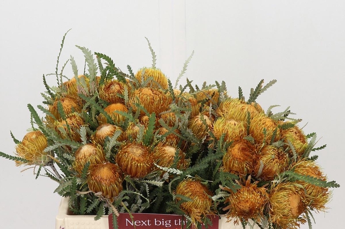 <h4>BANKSIA FORMOSA</h4>
