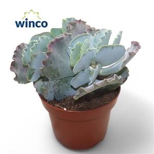 Cotyledon Undulata