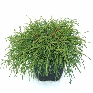 Chamaecyparis Filifera Na