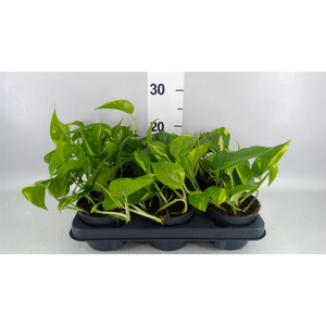 Scindapsus pictus 'Argyraeus'