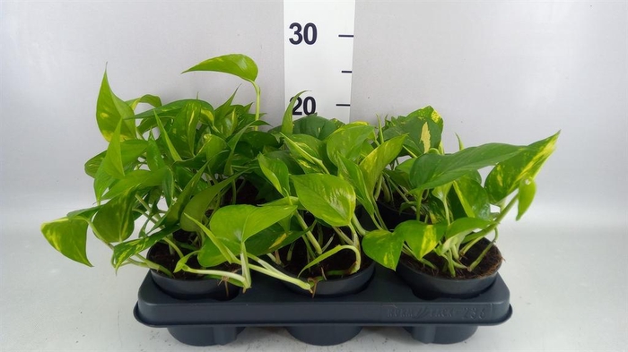 <h4>Scindapsus pictus 'Argyraeus'</h4>