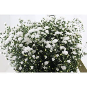 ASTER MARIANA 060 CM