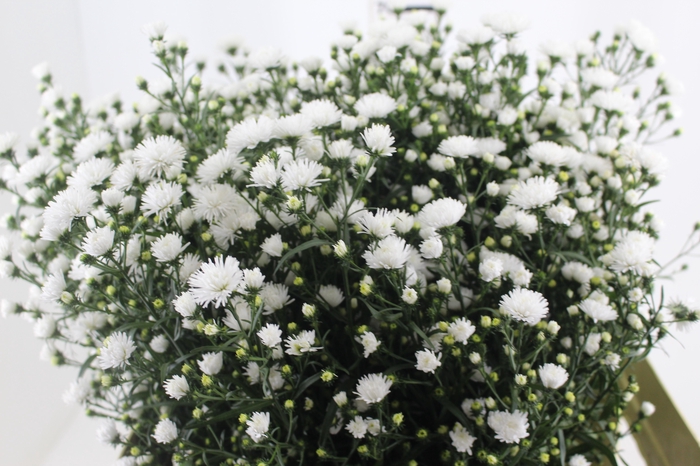 <h4>ASTER MARIANA 060 CM</h4>