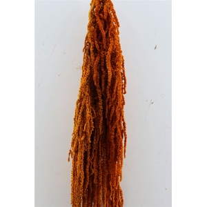 Pres Amaranthus Caud Cognac Bunch
