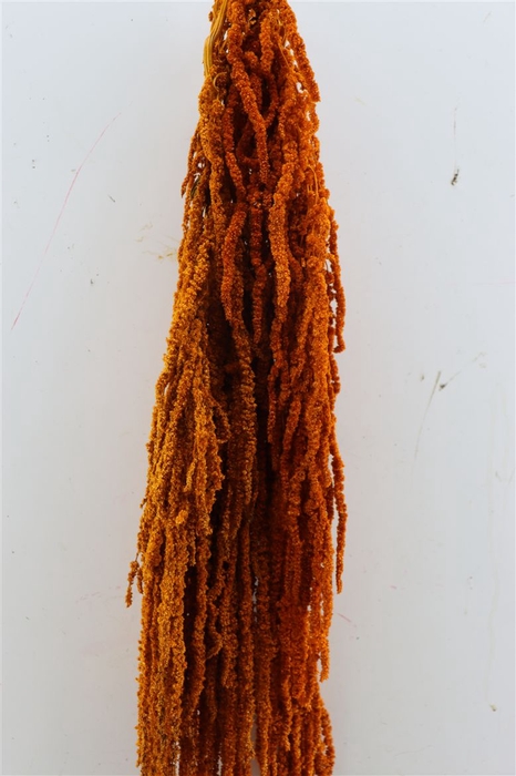 <h4>Pres Amaranthus Caud Cognac Bunch</h4>