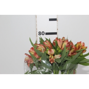 ALSTROEMERIA MOTION 080 CM LARANJA