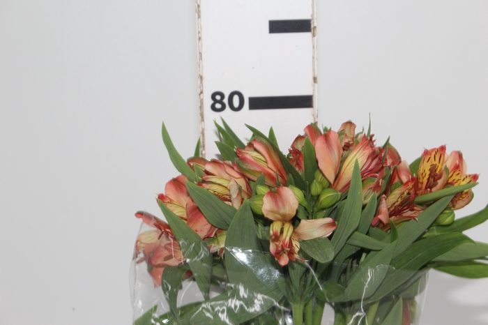 <h4>ALSTROEMERIA MOTION 080 CM LARANJA</h4>