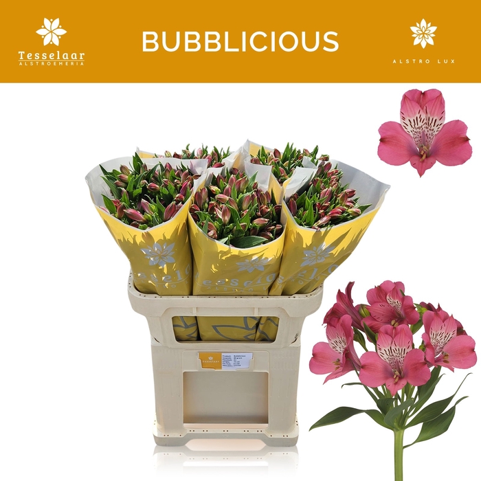<h4>ALSTR BUBBLICIOUS</h4>