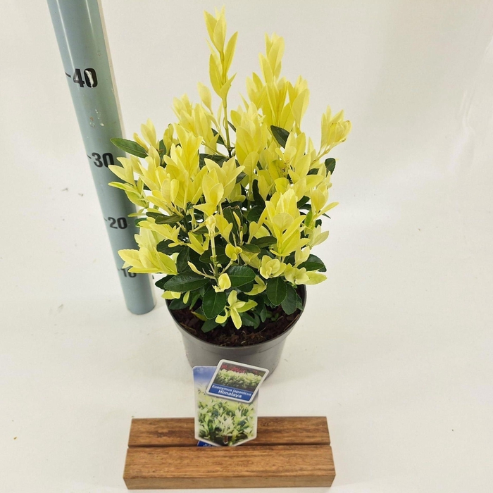 <h4>Euonymus japonicus Himalaya</h4>